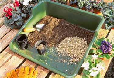 Planteskuff - Forkultivering