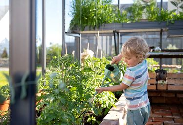 En liten gutt vanner plantene i et drivhus.