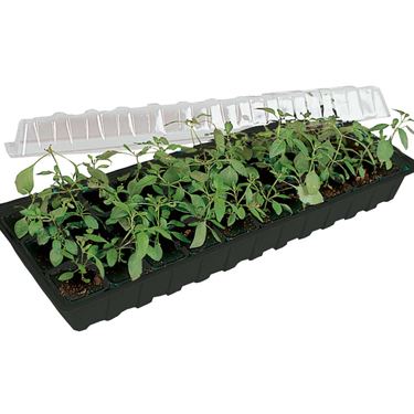 Minigro uten krukker - Forkultivering