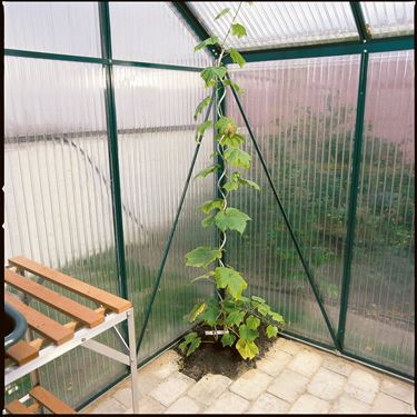 Tomatspiral - Plantestøtte og oppbindning