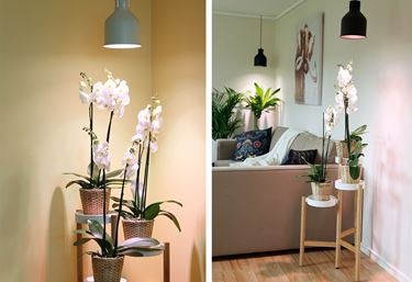 Vekstarmatur til LED-lampe - LED drivhusbelysning